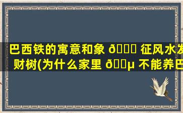巴西铁的寓意和象 🐋 征风水发财树(为什么家里 🌵 不能养巴西铁树)